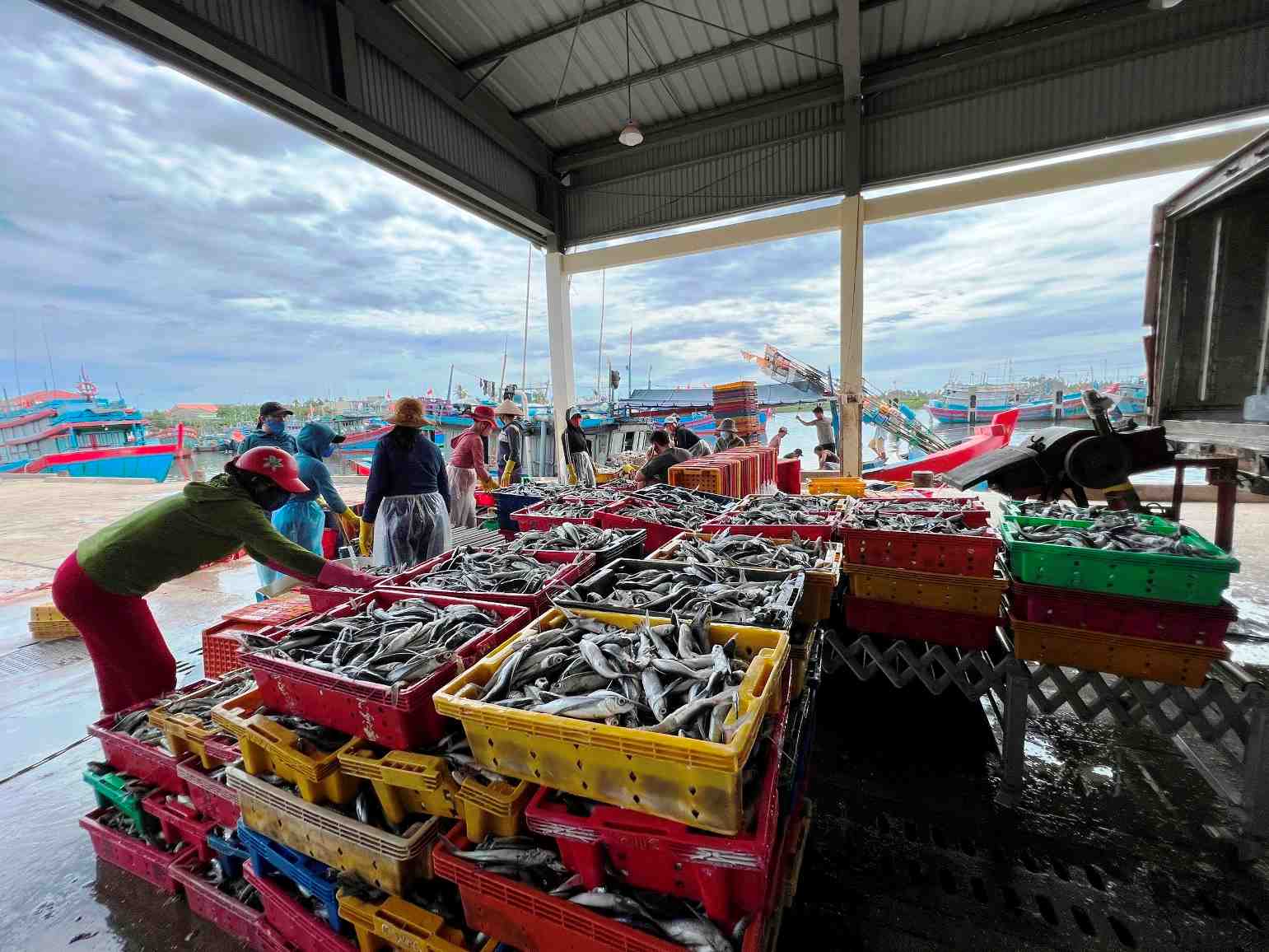 Fisheries is one of the sectors oriented to develop into an important economic sector of the country. Photo: Ngoc Vien