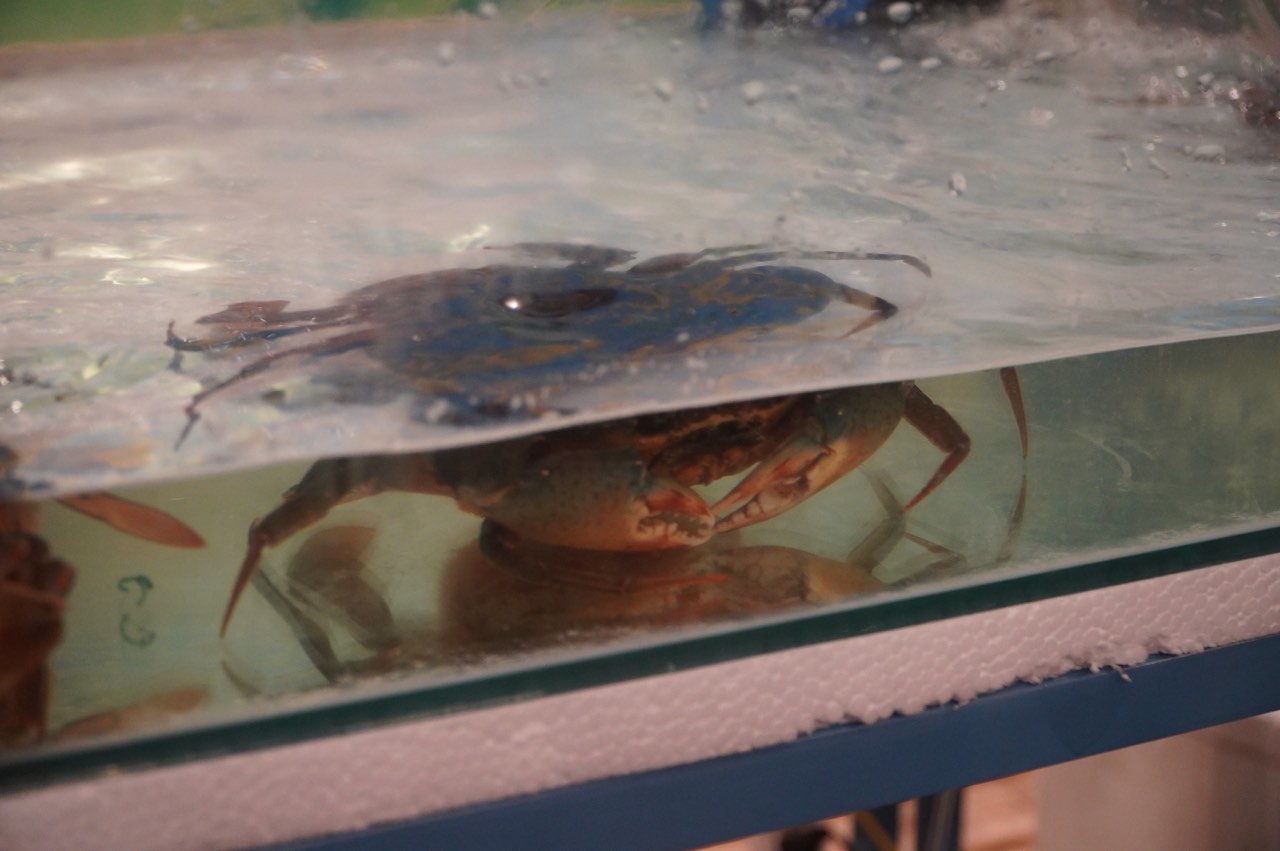 ហ្វូង​អ្នក​ស្រុក និង​ភ្ញៀវ​ទេសចរ​បាន​សម្រុក​ចូល​រួម​ក្នុង​ពិធីបុណ្យ​អាហារ​ក្តាម Ca Mau នៅ​ព្រឹក​ព្រលឹម។ ក្នុងឱកាសនេះ គ្រួសារជាច្រើនក៏បាននាំកូនៗមកស្វែងយល់ពីវប្បធម៌ធ្វើម្ហូបរបស់ Ca Mau ផងដែរ។