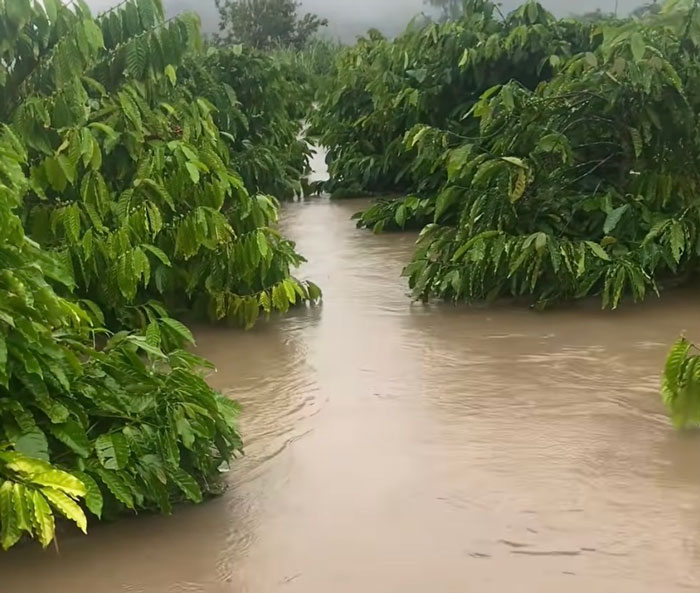 Ca phe tren ray bi nuoc lu dang ngap. Anh: Thanh Tuan 