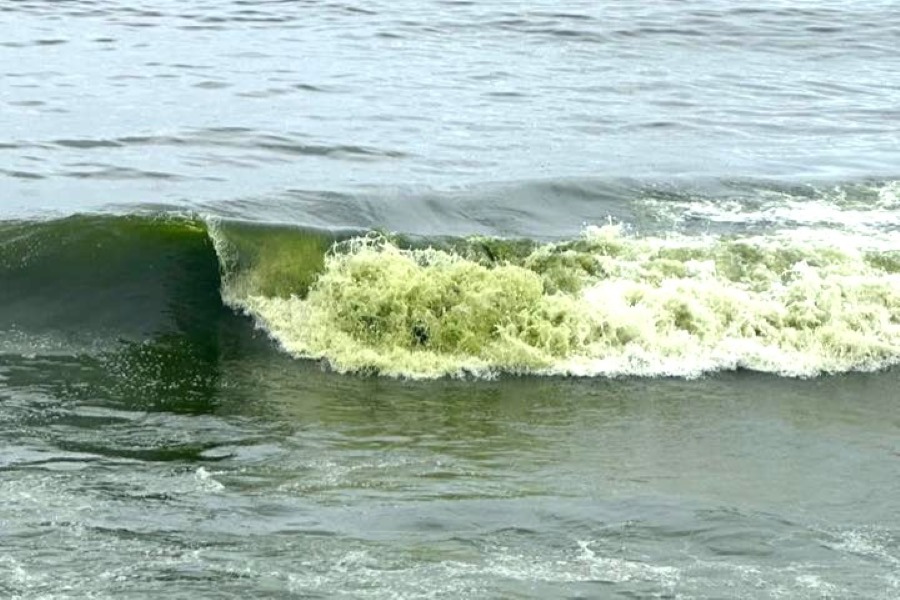 ブンタウや他のいくつかの場所での緑色の海水の現象は、最近の自然現象にすぎません。写真:チュン・グエン