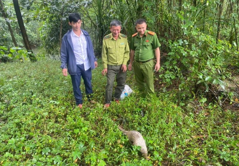 Co quan chuc nang Da Nang tha ca the te te nguy cap ve rung, sau khi nguoi dan tu nguyen giao nop. Anh: CACC