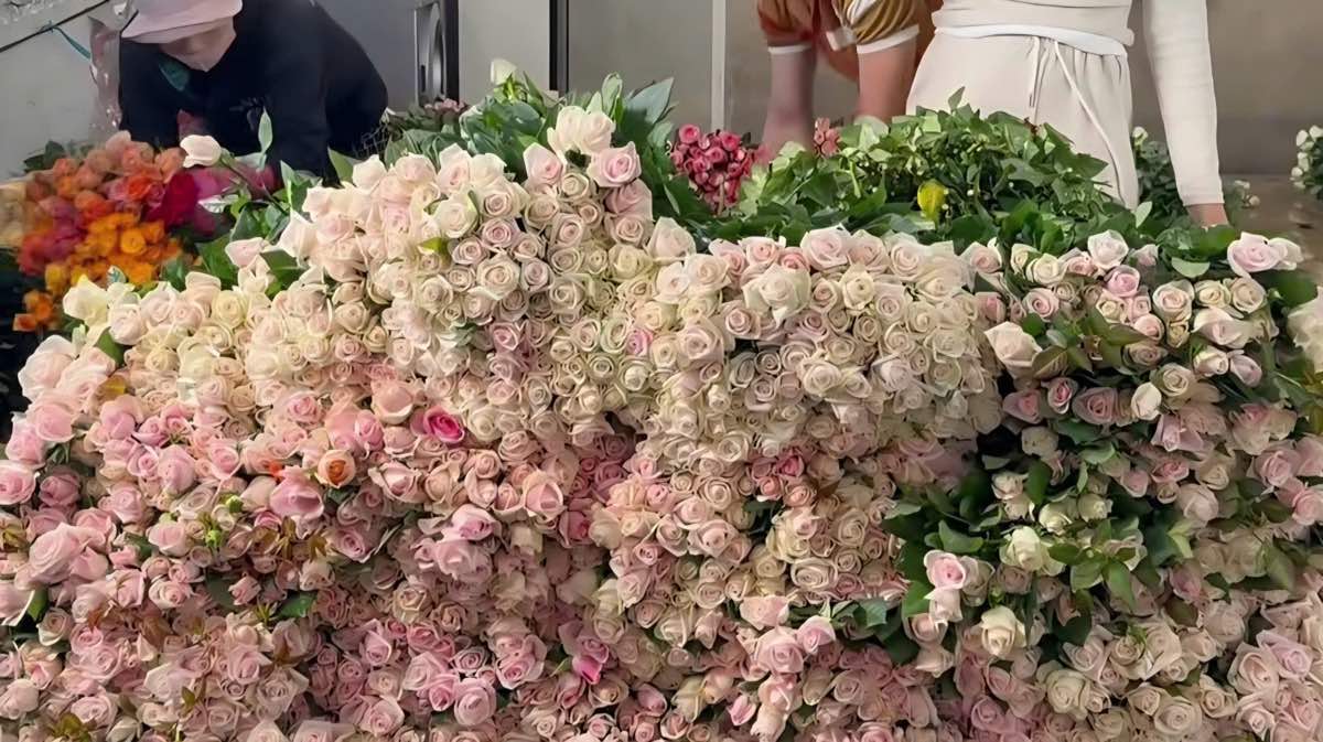 Hoa hong bi heo ua sau 2 ngay xe tai nam giua deo Khanh Le. Anh: Phuc Khanh