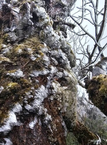 La nieve y el hielo se acumulan en las ramas de los árboles a partir de un metro de altura. Foto: Phang Ga