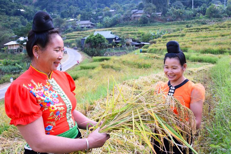 Nguoi dan ban It phan khoi vi lua nep tan nam nay duoc mua. Anh: Truong Son