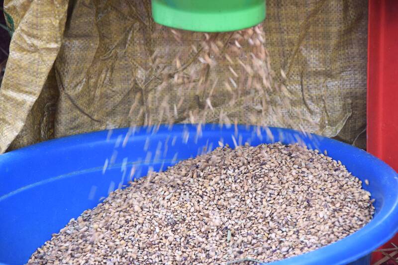 Nguoi dan ban It thu hoach lua nep tan. Anh: Truong Son