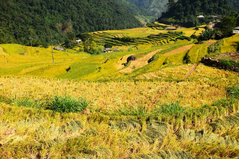 Lua nep tan ruong bac thang tren dinh Sam Sip da chin vang. Anh: Truong Son