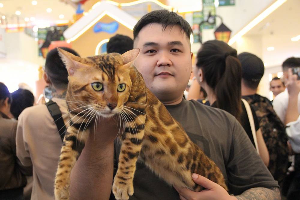 Anh Phuong Chi Vinh (Trai meo Bengal Sai Gon) chia se ve chu meo Bengal 9 thang tuoi do chinh anh nhan giong theo tieu chuan WCF, duoc giam khao danh gia cao tai cuoc thi.