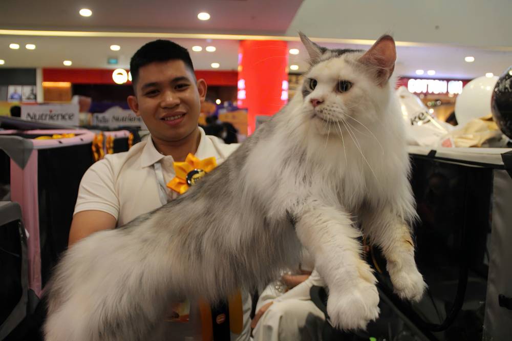 Chia se tai cuoc thi, anh Vuong Dinh Giap cho biet day la nam thu hai anh cung chu meo cung tham gia. Chu meo giong Maine Coon ma anh dang be tren tay duoc dinh gia khoang 380 trieu dong.