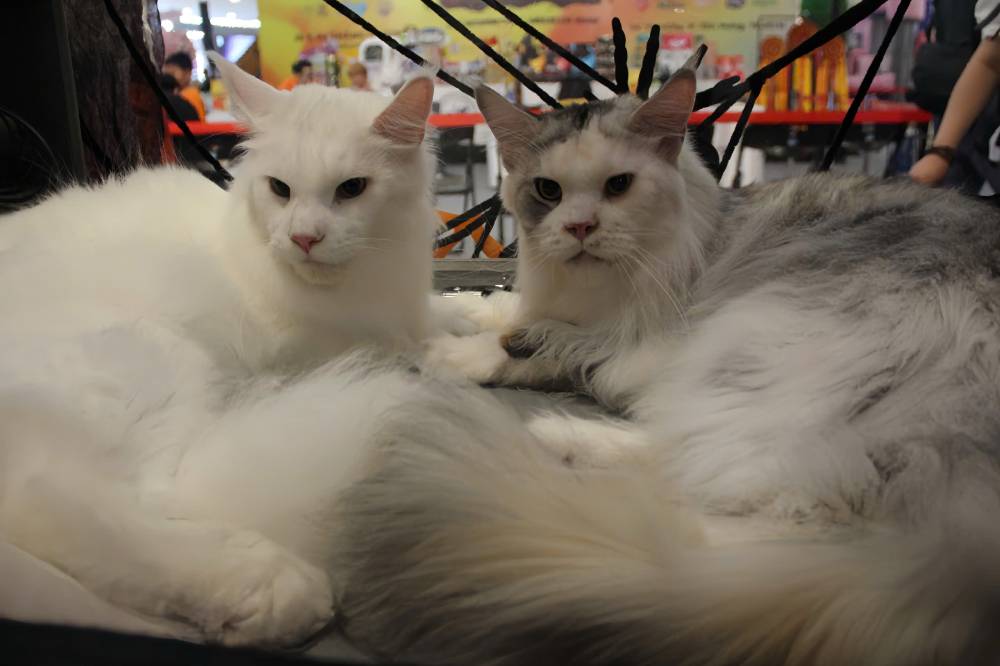    Nam nay, cuoc thi quy tu nhieu giong meo quy hiem nhu Bengal, Ragdoll, Maine Coon, Anh long ngan, Siberian, Cornish Rex. Anh: Thai Bao.