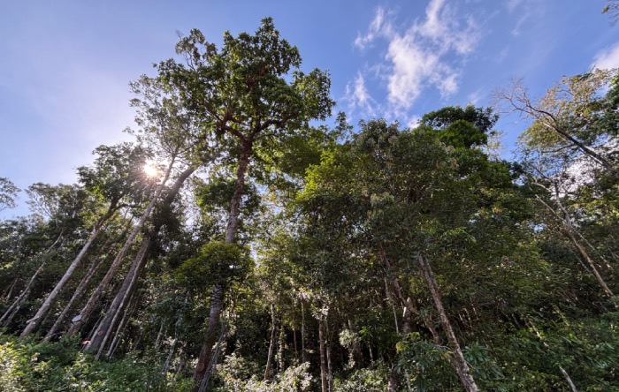 Khu vuc thuoc VQG Phu Quoc, tinh An Giang. Anh: Nhom PV.