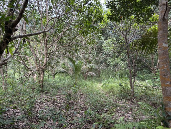 Khieu kien dat dai dang keo dai va tran lan o Phu Quoc. Anh: Nhom PV.