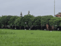 A flock of hundreds of white storks took shelter in Hue Imperial City during the historic flood. Photo: Nguyen Luan