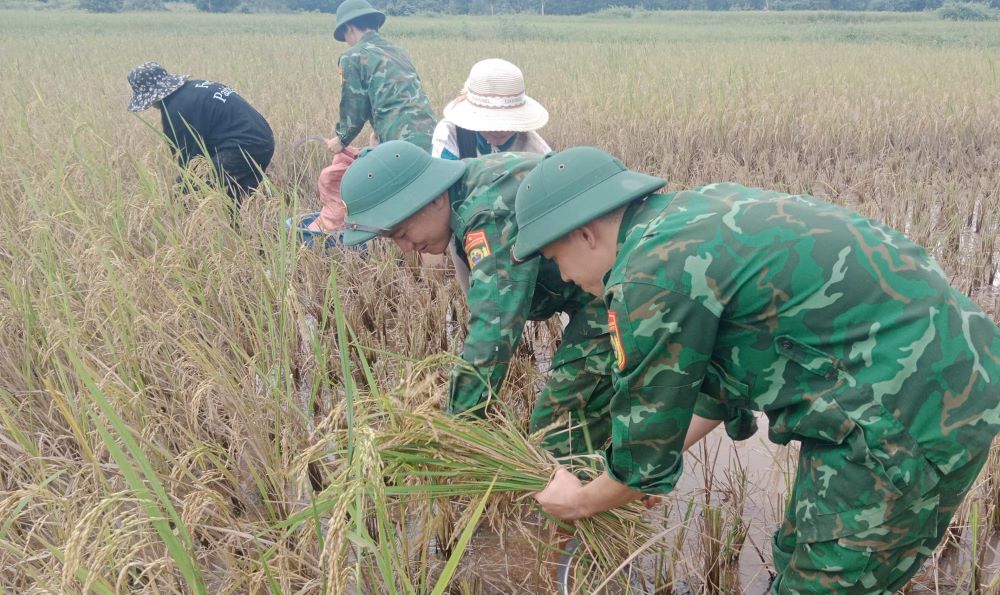 Border Guard officers and soldiers harvest rice to help people. Photo: Van Chinh