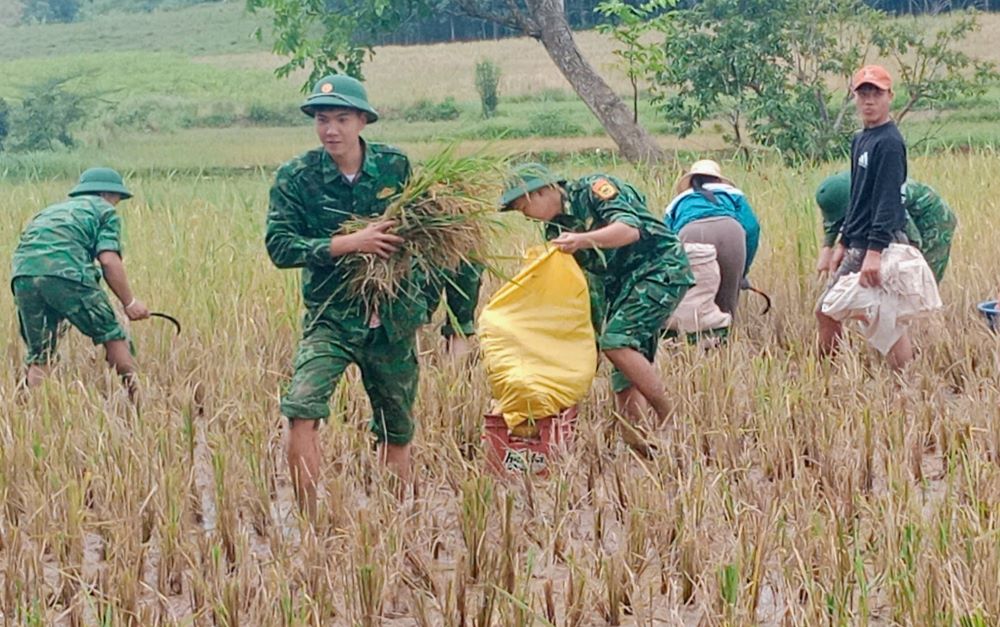 Bien phong va nguoi dan cung thu hoach lua truoc khi mua lon dien ra. Anh: Van Chinh