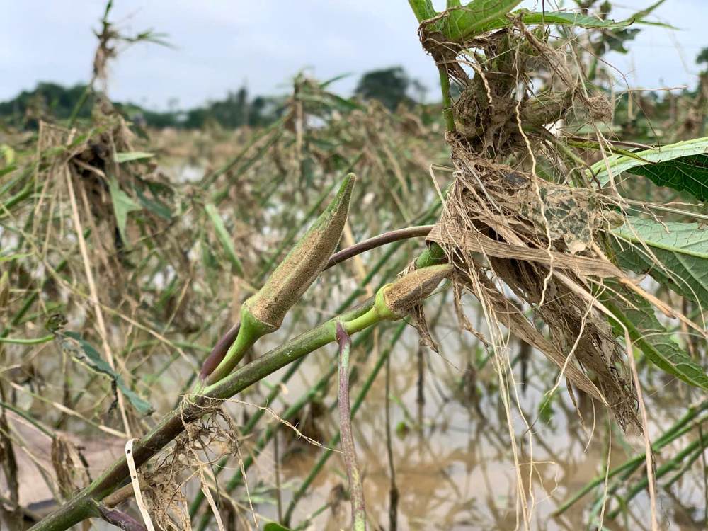 Cay dau bap, mong toi chet ung, heo ua dan, trai phu day bun non. Anh: Thanh Huyen