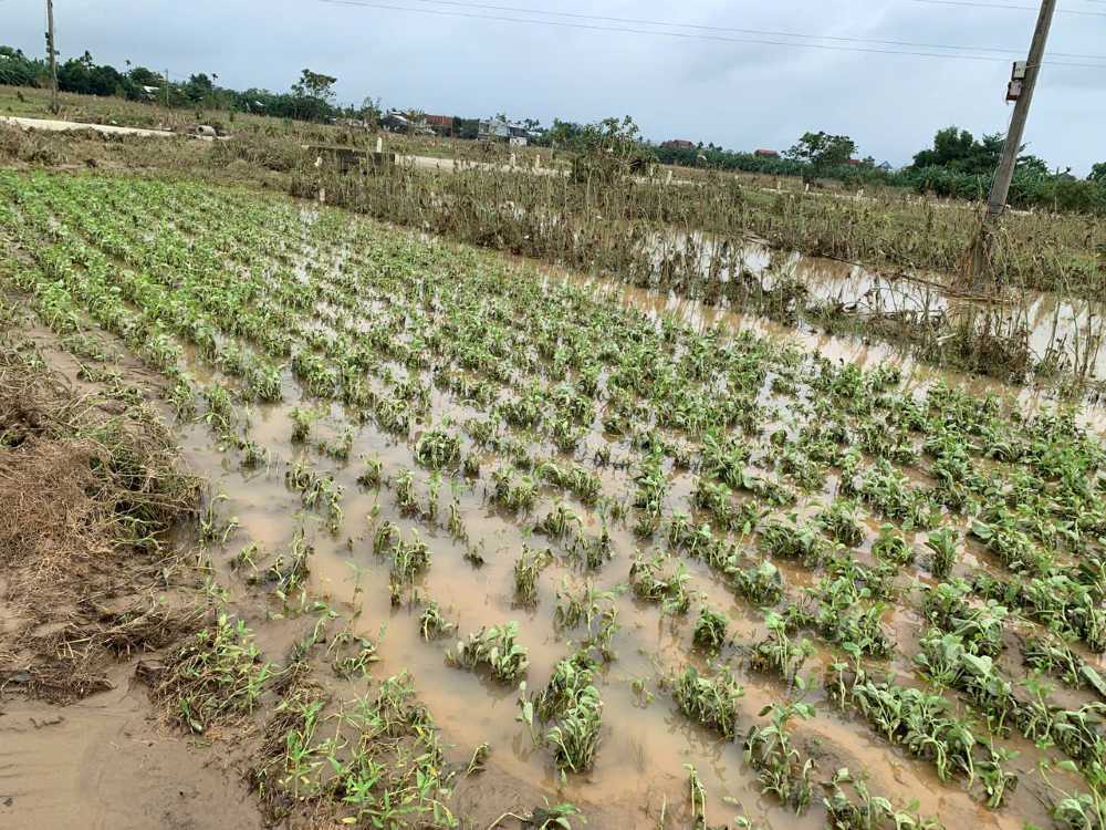 Dong ruong tan hoang khien nguoi dan xot xa khi bao cong suc cham soc coi nhu mat trang. Anh: Thanh Huyen