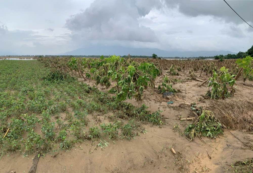 Nhieu dien tich hoa mau tren cac canh dong xa Dai Loc, TP Da Nang nga do la liet. Anh: Thanh Huyen