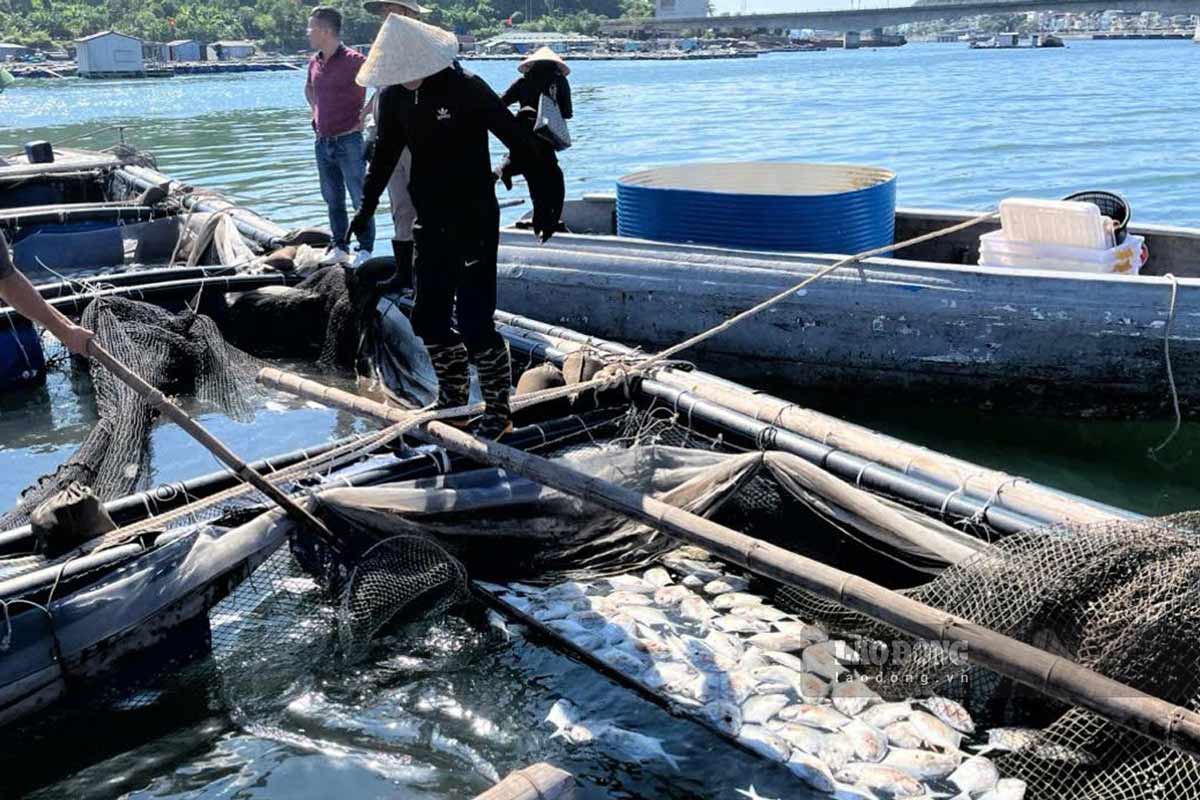 Thu gom ca chet, ve sinh moi truong vung nuoi bien. Anh: Chi cuc Chan nuoi va Thu Y Quang Ninh