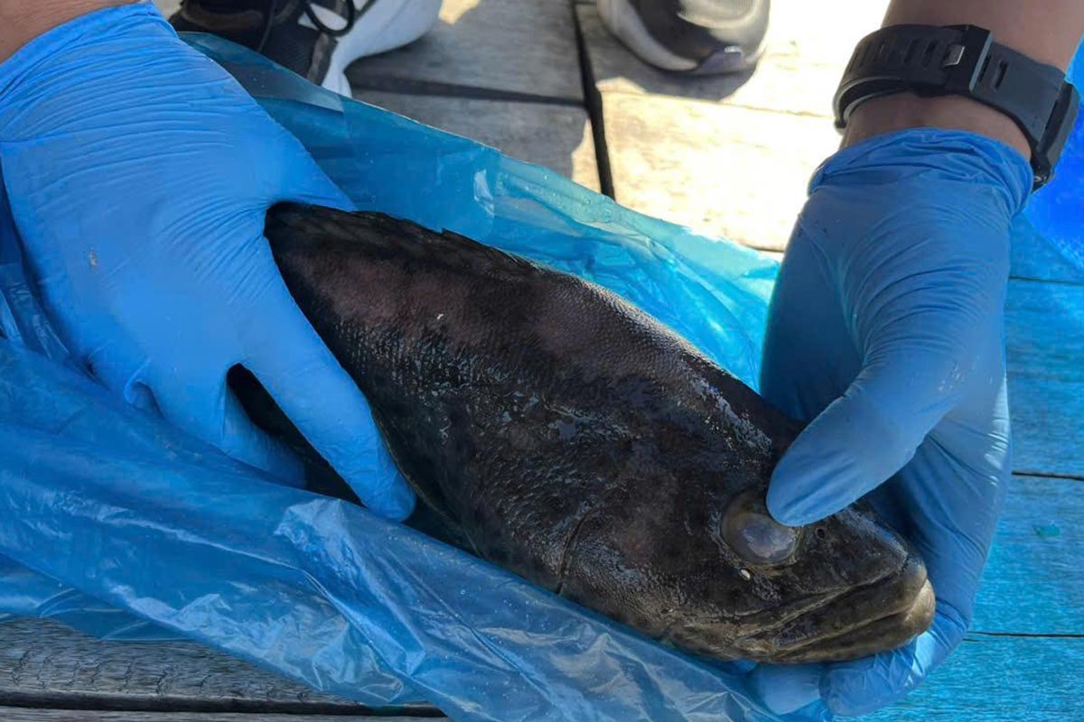 Parasite (Cryptocaryon sp) was discovered on dead fish samples in Cau Tien area, Van Don Special Zone, Quang Ninh province. Photo: Quang Ninh Livestock and Veterinary Department