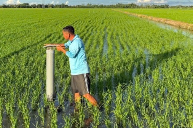 Nong dan theo doi muc nuoc theo ky thuat AWD tren ruong lua tai HTX Thanh Xuan (tinh An Giang). Anh: Trung tam khuyen nong tinh An Giang