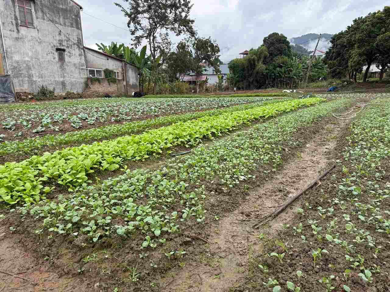 Nhung luong rau xanh tuoi moi duoc trong sau lu. Anh: UBND phuong Nung Tri Cao