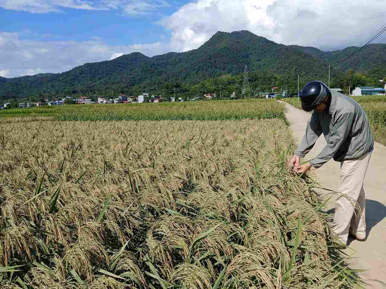 Thong ke, danh gia thiet hai do lu gay ra tren canh dong lua. Anh: UBND phuong Nung Tri Cao