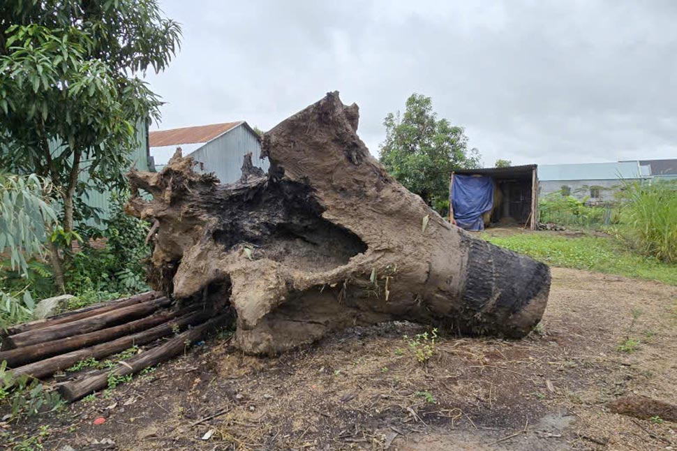 Goc cay go lon bi dao boi, dem ra khoi hien truong. Anh: Hoai Phuong