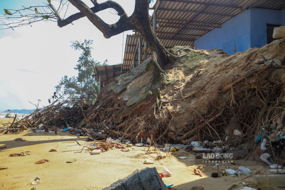 Nhung cay xanh ven bien hien dang nghieng nga, nhieu cay da cuon ra bien. 