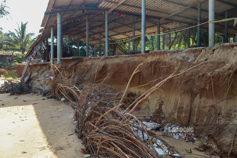 Nguoi dan lo ngai, neu khong co bien phap ung pho kip thoi, tinh trang bien lan se tiep tuc “an” sau vao dat lien, bai bien rat co the bi xoa so.
