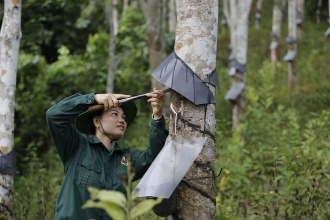 Workers exploiting latex on rubber hills in Dien Bien. Photo: Quang Dat