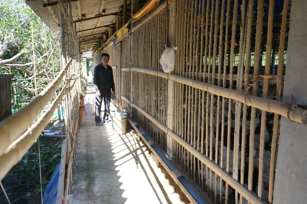 Gia đình ông Tuấn hiện đang nuôi hàng nghìn con gà đẻ tại khu vực trang trại. Ảnh: Quách Du