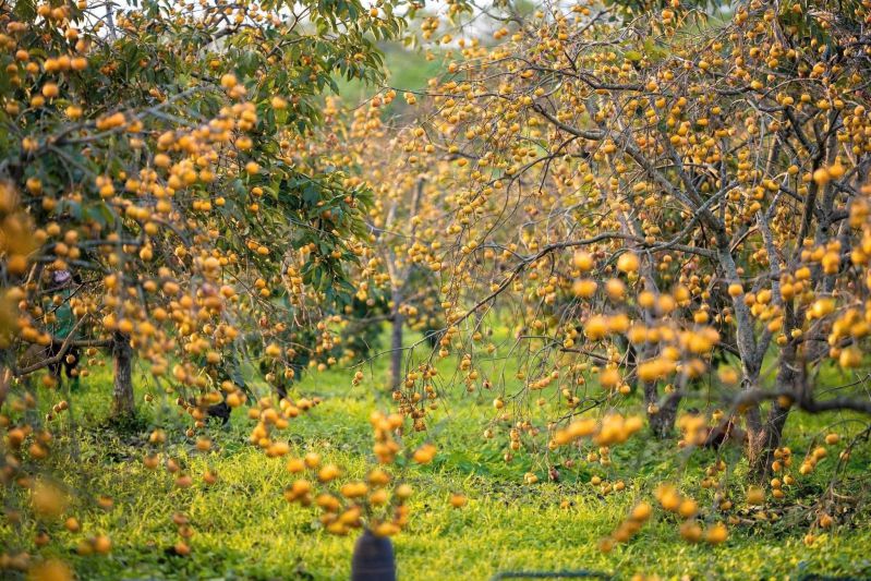 Mot goc vuon vang ruc sac hong chin o phuong Thao Nguyen (tinh Son La). Anh: Thu Hang