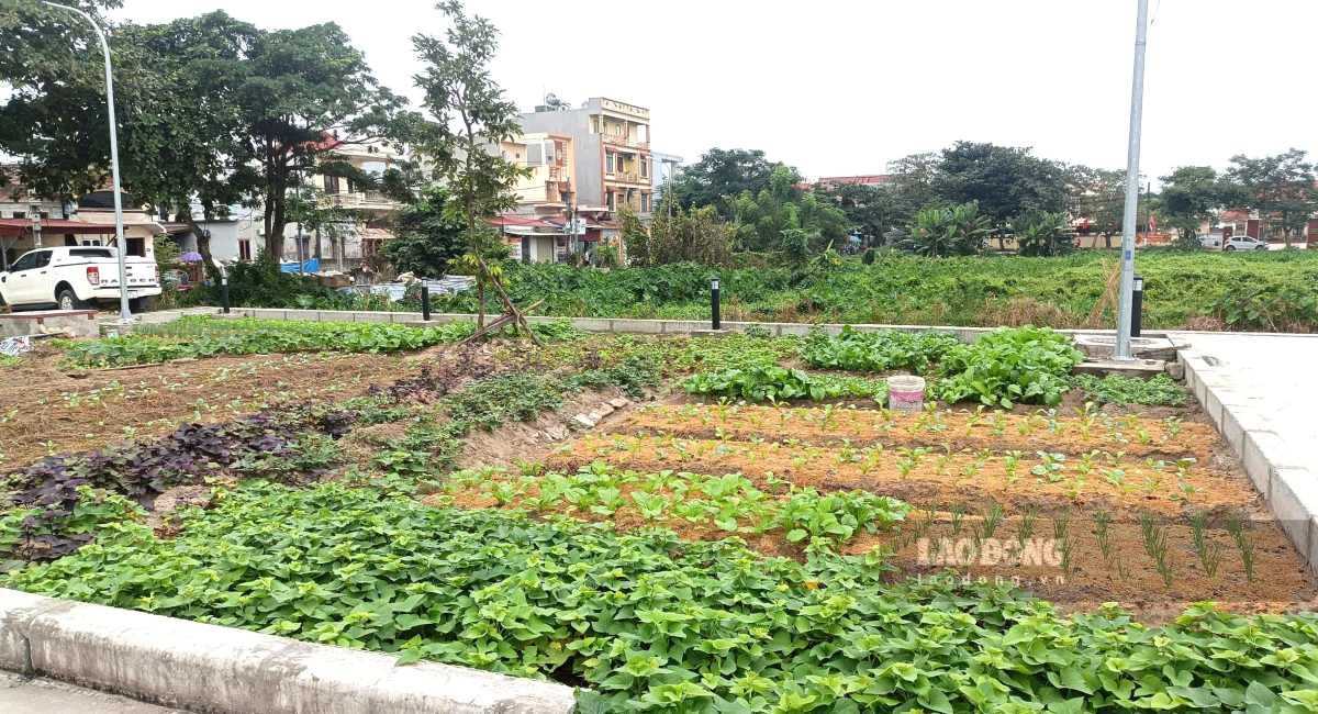 Nguoi dan tao luong trong rau, u trau o vuon hoa (cong vien) Tra Khe. Ảnh: Hoang Khoi