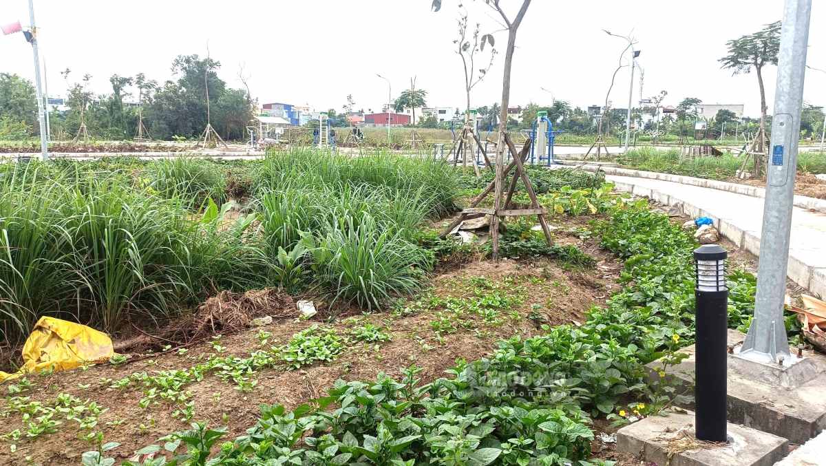 Nhieu nguoi dan phan anh viec vuon hoa duoc dau tu hang chuc ti dong nay chi duoc “phan lo” trong rau. Ảnh: Hoang Khoi