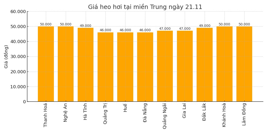 Gia heo hoi hom nay 21.11 tai khu vuc mien Trung. Do hoa: Thuy Linh