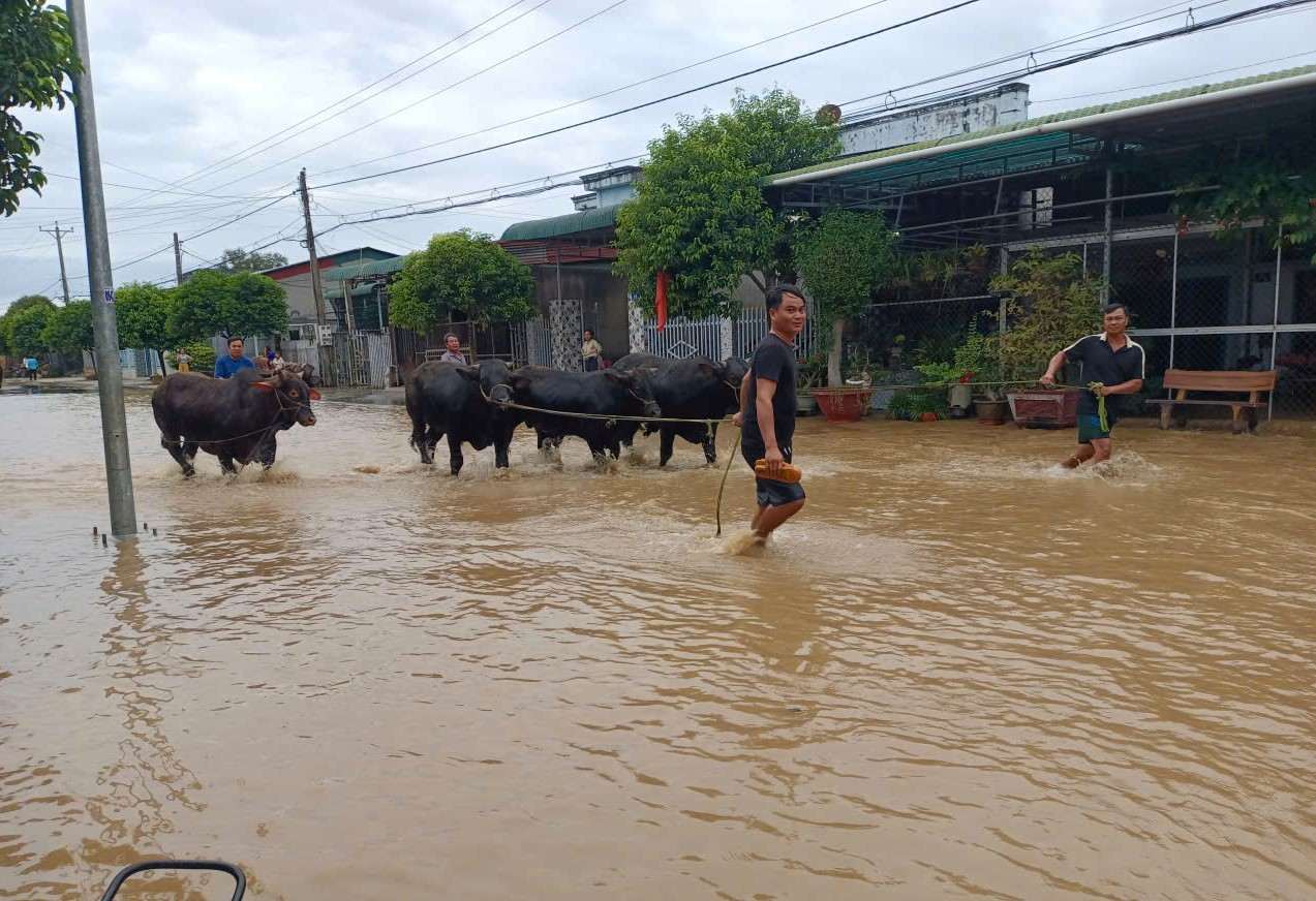 Nguoi dan xa Cat Tien di chuyen gia suc ra khoi khu vuc bi ngap chay dua voi nuoc lu dang len nhanh. Anh: Phuc Khanh