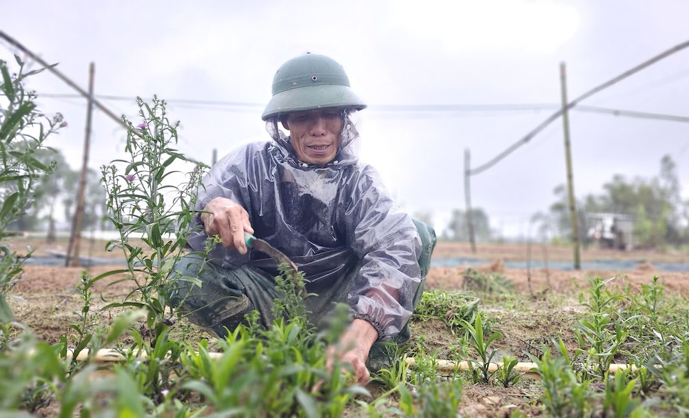 Flower fields in Hue were devastated after four consecutive floods. Photo: Nguyen Luan