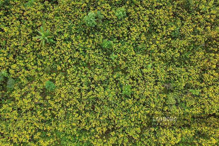 Sac vang cua hoa da quy tren cac trien doi nui. Anh: Quang Dat