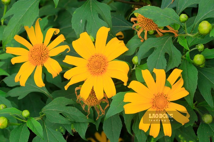 Cuoi thang 11, hoa da quy no ro nhat. Anh: Quang Dat