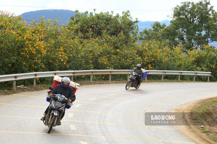 Hoa da quy no tai khu vuc deo Keo Lom, xa Na Son. Anh: Quang Dat