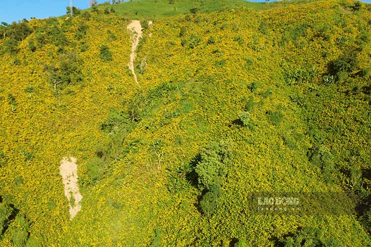Mùa hoa dã quỳ nhuộm vàng những triền đồi ở Điện Biên