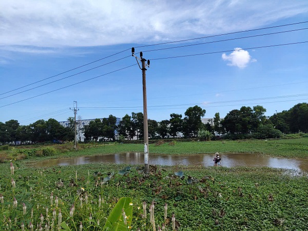 not only residential land, many people are interested in the regulation on granting red books for agricultural land. Photo: Xuyen Dong