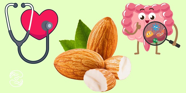 Loi ich bat ngo cua hanh nhan voi tieu hoa va suc khoe tim mach. Do hoa: Bao Anh