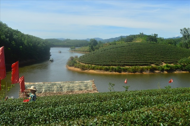 Dao che Thanh Chuong la mot trong nhung diem den hut khach o Nghe An. Anh: Huong Thuy