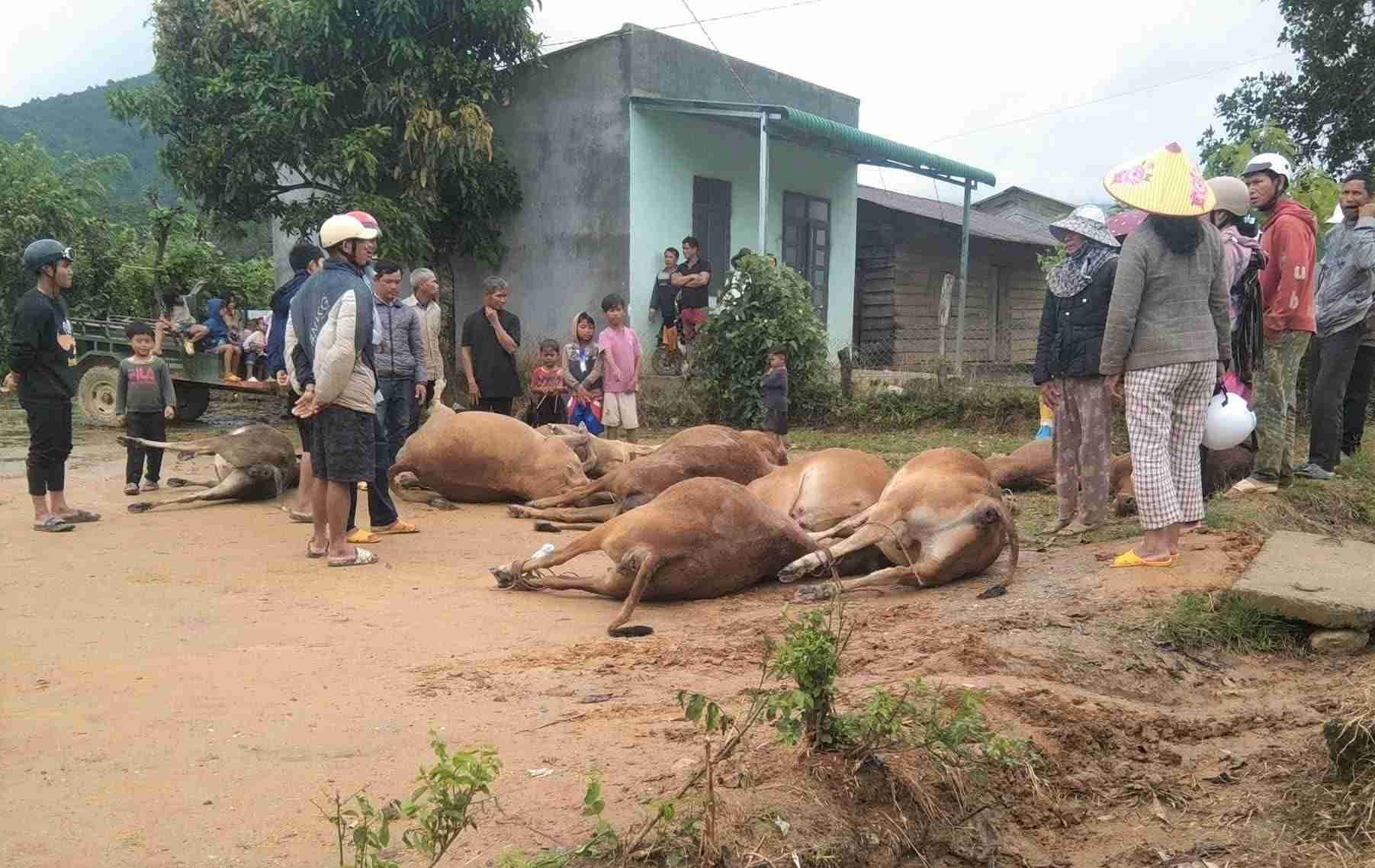 Hang chuc con bo, co nghiep cua nguoi dan xa Dam Rong 4 bi nuoc lu cuon troi lam chet. Anh: Chinh quyen dia phuong cung cap