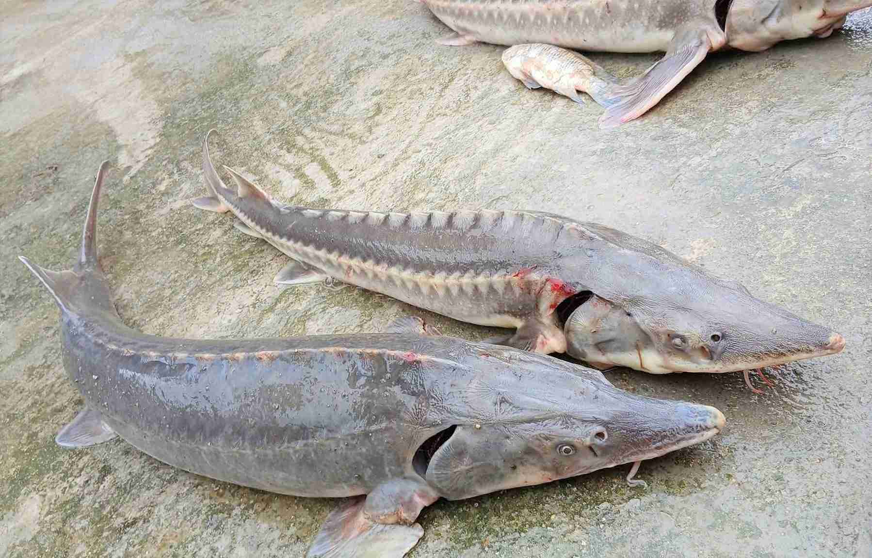 Mua lu da cuon troi hang chuc long ca tam cua nguoi dan xa Dam Rong 4, gay thiet hai hon 15 ti dong. Anh: Nguoi dan cung cap