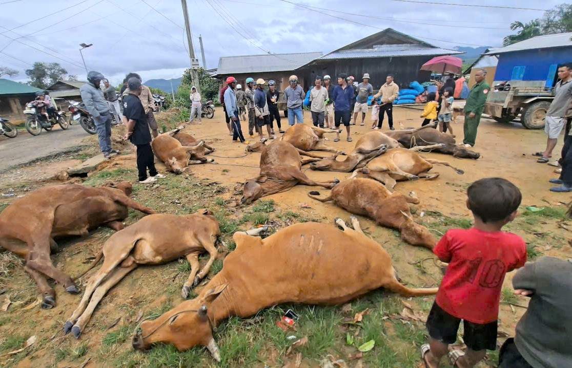 Dozens of cows and businesses of people in Dam Rong 4 commune (Lam Dong) were swept away by floodwaters. Photo: Provided by the people.