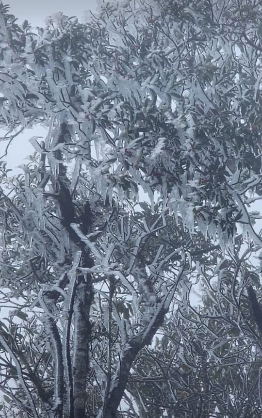 ยอดเขาต้าเสว่มีน้ำค้างแข็งครั้งแรกในฤดูหนาวนี้ ภาพโดย: พัง อา เจีย