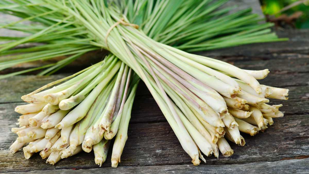 lemongrass contains many antioxidants that help detoxify the liver. Photo: Canva