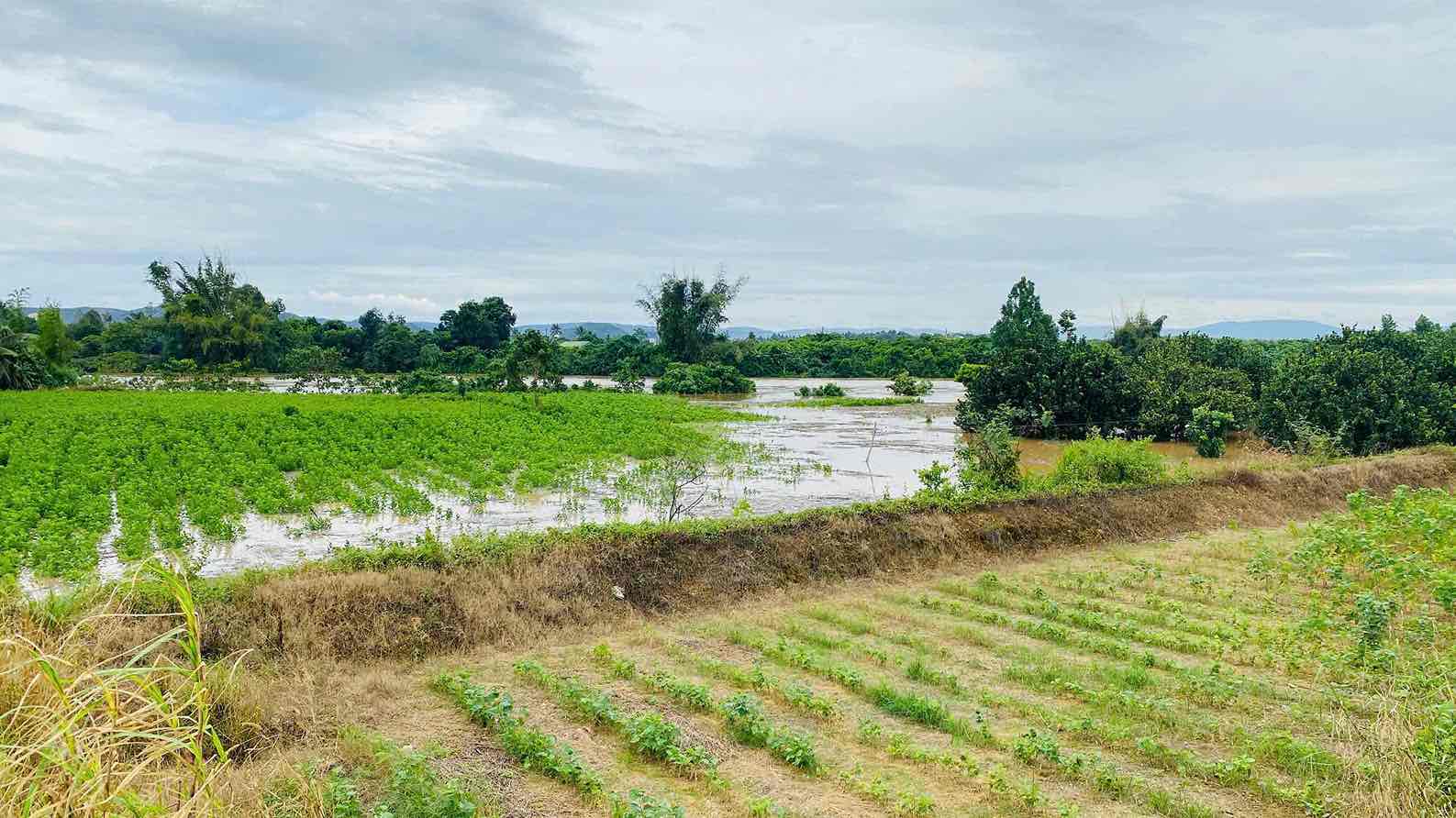 Ngap hoa mau tai xa Dak Lua, tinh Dong Nai. Anh: HAC